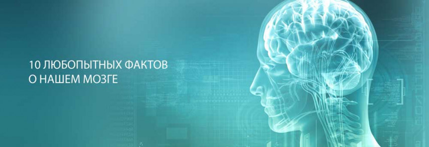 10 поразительных фактов о человеческом мозге