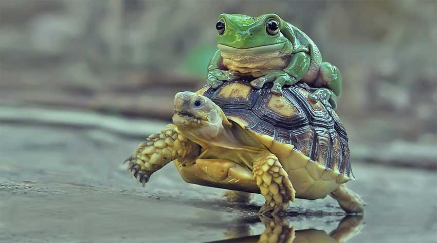 За причудливыми фотографиями лягушек и рептилий скрывается отвратительная правда